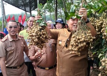 Gubernur Arinal Panen Kelengkeng di Desa Gedung Dalem Lampung Timur