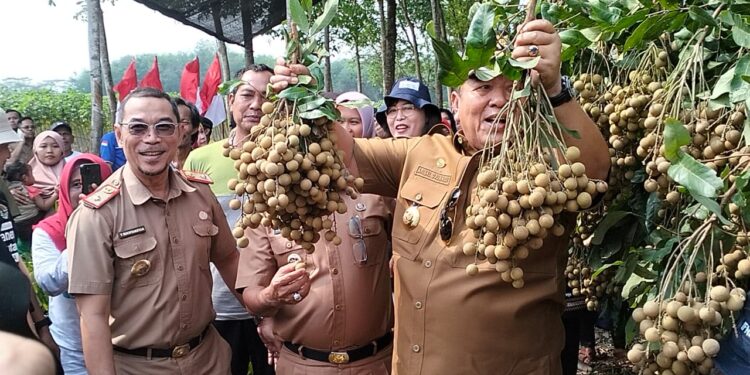 Gubernur Arinal Panen Kelengkeng di Desa Gedung Dalem Lampung Timur
