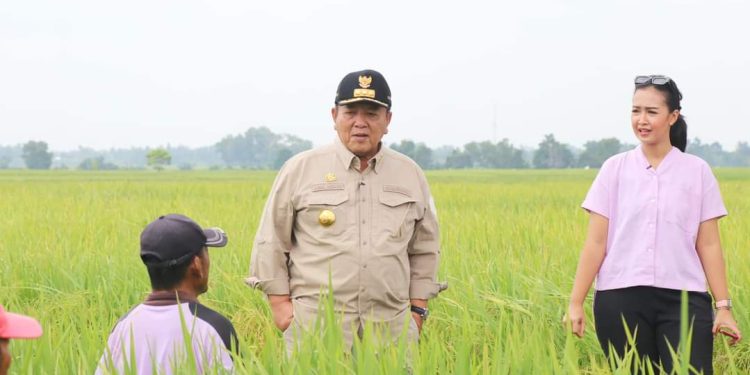 Gubernur Arinal Djunaidi Tinjau Lahan Pertanian di Kabupaten Lampung Tengah