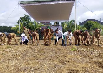 Pemda Mesuji Panen Perdana Singkong Program CSV