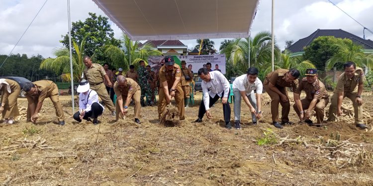 Pemda Mesuji Panen Perdana Singkong Program CSV