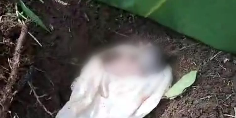 Geger Warga Pekon Kerta Kota Agung Timur Temukan Mayat Bayi Di Persawahan