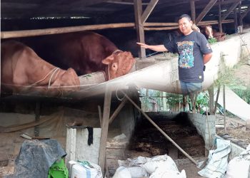 Pengusaha Penggemukan Sapi Desa Bumi Restu Ciptakan Trobosan Unik