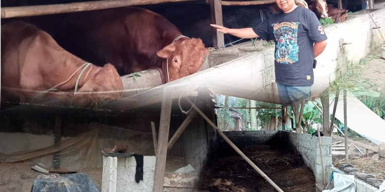 Pengusaha Penggemukan Sapi Desa Bumi Restu Ciptakan Trobosan Unik