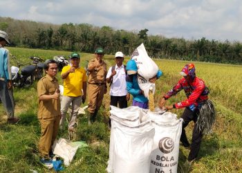 KEPALA DINAS PERTANIAN HADIRI PANEN PERDANA PADI MUSIM GADU
