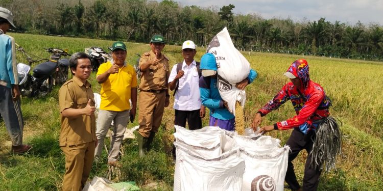 KEPALA DINAS PERTANIAN HADIRI PANEN PERDANA PADI MUSIM GADU