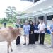 Bupati Pesisir Barat Serahkan Sapi Qurban Secara Simbolis