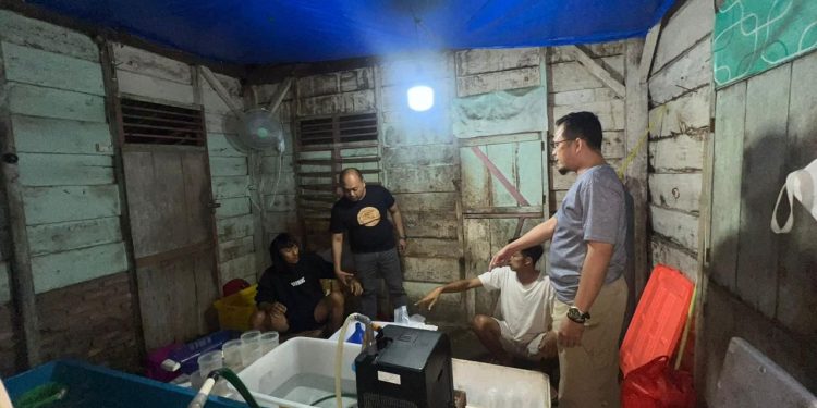Benih Lobster Senilai Rp 1,1 Miliar Dari Gudang Penampungan yang Digerebek Polda Lampung Akan Dikirim Ke Vietnam