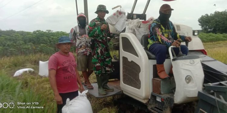 Babinsa Kuat Petani Hebat, Panen Tahap 2.