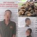 Waduh Cuma Maling Sawit Dua Pelaku Di Sungkai Utara Diamankan Polisi