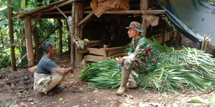 Anggota Satgas TMMD ke 123 Kodim 0412/LU Komsos dengan Peternak Sapi