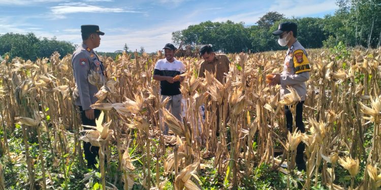 Dukung Program Ketahanan Pangan, Kasat Binmas Polres Tulang Bawang Hadiri Panen Raya Tanaman Jagung