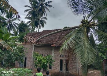 Angin Puting Beliung Tumbangkan Pohon Kelapa, Nyaris Telan Korban Jiwa 
