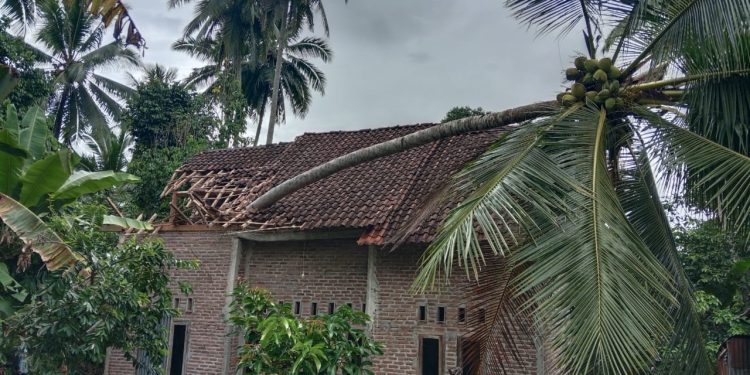 Angin Puting Beliung Tumbangkan Pohon Kelapa, Nyaris Telan Korban Jiwa 