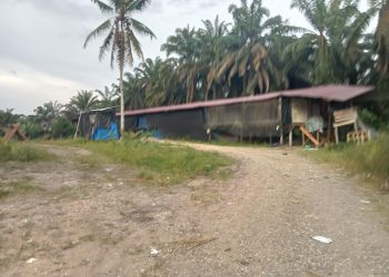 Bau Menyengat Dari Ternak Ayam Milik Tiyo di Desa Muara Belengo , Membuat Warga Resah