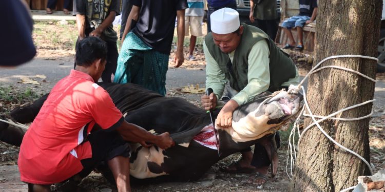 Hari Raya Idul Adha 1446 H, Polres Lampura Potong Hewan Qurban 3 Sapi dan 5 Kambing