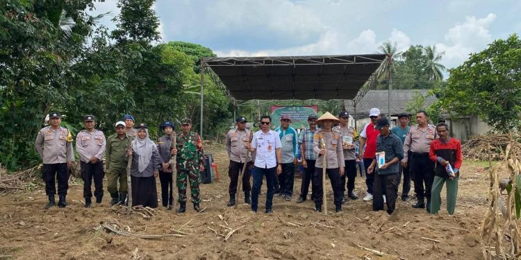 Abung Semuli Bersatu untuk Ketahanan Pangan, Penanaman Jagung Serentak Dilakukan