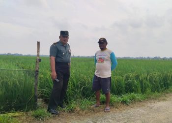 Pgs. Pasiter Kapten Inf Gus Amirul, tinjau 100 Hektar Hamparan Sawah Binaan Kodim 0412/LU.