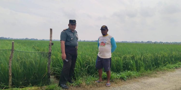 Pgs. Pasiter Kapten Inf Gus Amirul, tinjau 100 Hektar Hamparan Sawah Binaan Kodim 0412/LU.