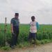 Pgs. Pasiter Kapten Inf Gus Amirul, tinjau 100 Hektar Hamparan Sawah Binaan Kodim 0412/LU.