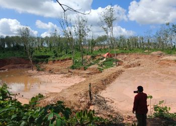 Wow….Dilahan PTPN VII penambang Emas ilegal bisa hasilkan 20 gram perhari