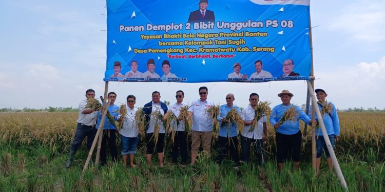 YBBN Banten Panen Padi Bibit PS 08 di Serang, Perkuat Ketahanan Pangan Nasional