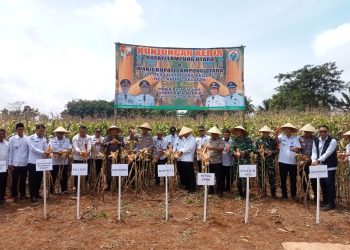 Kunker ke Abung Selatan, Bupati Lampung Utara Pantau Layanan Puskesmas Mider dan Panen Jagung BUMDES Gilih Mandiri Desa Gilih Sukanegeri