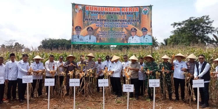 Kunker ke Abung Selatan, Bupati Lampung Utara Pantau Layanan Puskesmas Mider dan Panen Jagung BUMDES Gilih Mandiri Desa Gilih Sukanegeri