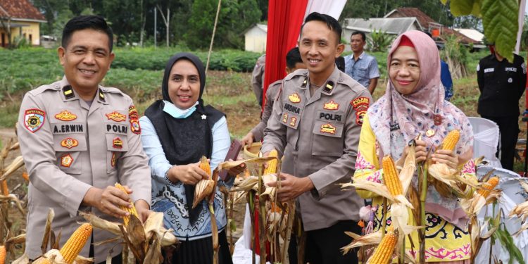Polres Tuba Tancap Gas Dukung Ketahanan Pangan Nasional, Panen Raya Jagung Serentak Kuartal I 2026 Digelar Meriah