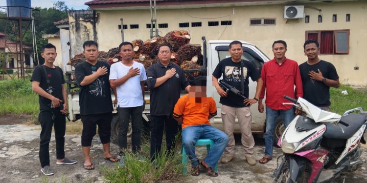 Polsek Gedung Aji Tancap Gas Pencuri Sawit Di Pt GMPK Di Bekuk 50 Tandan Di Amankan 