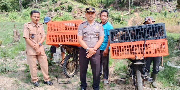 Panen Raya Ketahanan Pangan Desa Rantau Bedaro, Wujud Sinergi Pemerintah Desa dan Forkopimcam