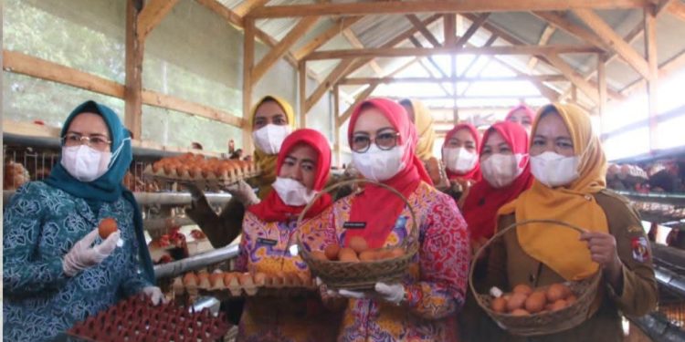 Tinjau Peternakan Ayam Petelur, TP-PKK Lampung Utara Dorong Kemandirian UMKM Lokal